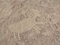 Dustypetroglyphs
