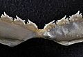 Echinorhinus brucus teeth2