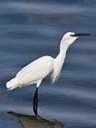 Egret Fish 5 Muttukadu TN Jan22 D72 22583