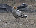 Egyptian Vulture in Pokhara