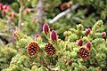 Engelmann Spruce cones RMNP