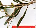 Eucalyptus cneorifolia - buds