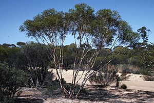 Eucalyptus cylindriflora habit.jpg