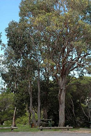 Eucalyptus longifolia.jpg