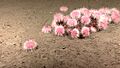 Expl2777 Strongylocentrotus fragilis