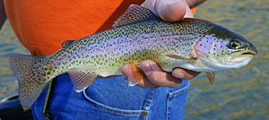 Photo of hand holding adult female rainbow trout