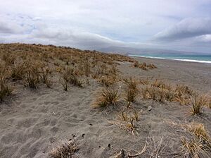 Ficinia spiralis Kaitorete Spit NZ 1