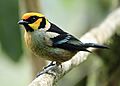 Flame-faced Tanager (Tangara parzudakii lunigera)