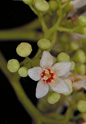 Flindersia ifflana flowers