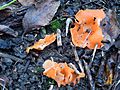 GT Orange Peel Fungus Aleuria aurantia