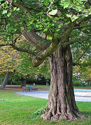 Ginkgo Stamm