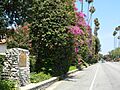Glendora Bougainvillea
