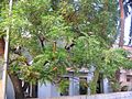 GntNeemTree