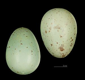 Gracula religiosa MHNT 227 Jardin des plantes de Paris