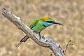 Green bee-eater (Merops orientalis ceylonicus) with bee