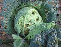 Groene savooiekool schade van kooluil (Mamestra brassicae damage)