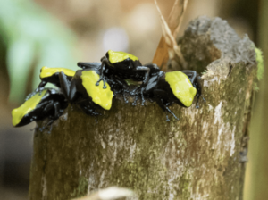 Group of Climbing Mantella in a broken bamboo shoot well
