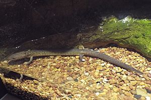 Gyrinophilus palleucus Tennessee Cave Salamander