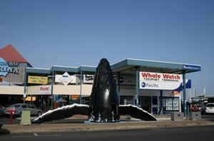 Hervey-bay-whale-watching