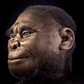 Homo floresiensis v 2-0