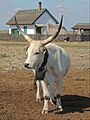 Hungarian Grey cattle-1