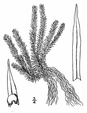 Huperzia porophila drawing.png