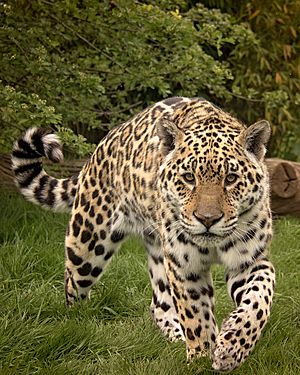 Jaguar Animal Facts For Kids
