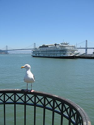 Jrb 20060629 seagull San Francisco Belle