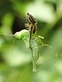 Jumping spider hunting a grasshopper in Kadavoor