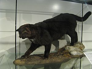 Mounted specimen of a Kellas cat