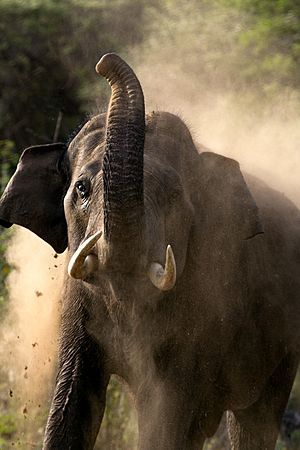 Kerala Elephant 0170 by N A Nazeer 03
