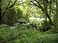 Láithreach (Lauragh), Derreen Garden - geograph.org.uk - 263184