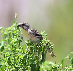 Lemon-breasted canary, Crithagra citrinipectus, near Pafuri in Kruger National Park, South Africa.jpg
