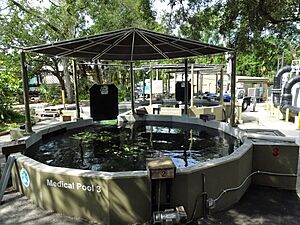 Lowry Park manatee centre medical pools mosbo6
