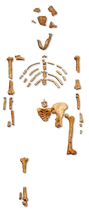 A cast of the Lucy bone fragments in its reconstructed form, comprising several hundred pieces