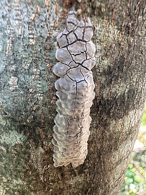 Lycorma delicatula 331111274