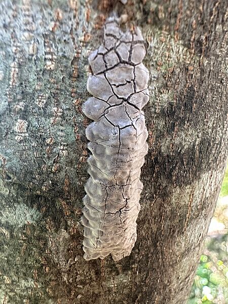Lycorma delicatula 331111274