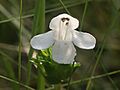 Macbridea alba