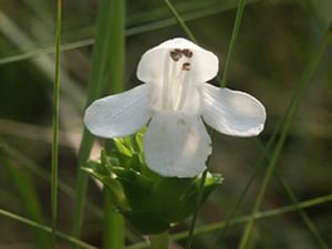 Macbridea alba.jpg