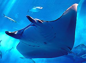 Manta ray - Chura-umi Aquarium