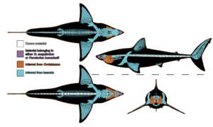 Megalodon skeletal (2025)