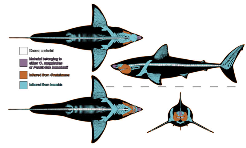 Megalodon skeletal (2025)