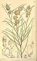 Melaleuca uncinata 6675
