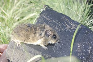 Mexican volcano mouse imported from iNaturalist photo 70082694 on 18 April 2022.jpg