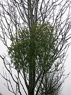 Mistletoe Kilwinning