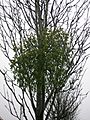 Mistletoe Kilwinning