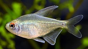 Moenkhausia pittieri young fish in aquarium.jpg