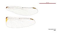 Nannodiplax rubra male wings (34216308734)