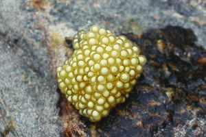 Nanorana liebigii eggmass (2) from Manaslu Conservation Area, Nepal