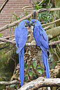 National Aviary Jewel and Sapphira Hyacinth Macaws Saunders 2025 (2)
